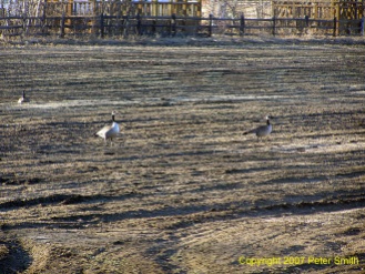 Three Geese at Creamer's Field in Fairbanks, Alaska in Spring of 2007.