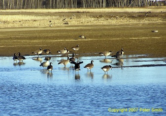 Geese standing in some water at Creamer's Field in Fairbanks, Alaska.