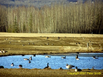 A field of Geese in or around a pond at Creamer's Field in Fairbanks, AK.