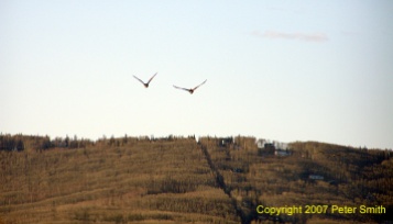 A third pair of Geese flying a little north at Creamer's Field in Fairbanks, Alaska.