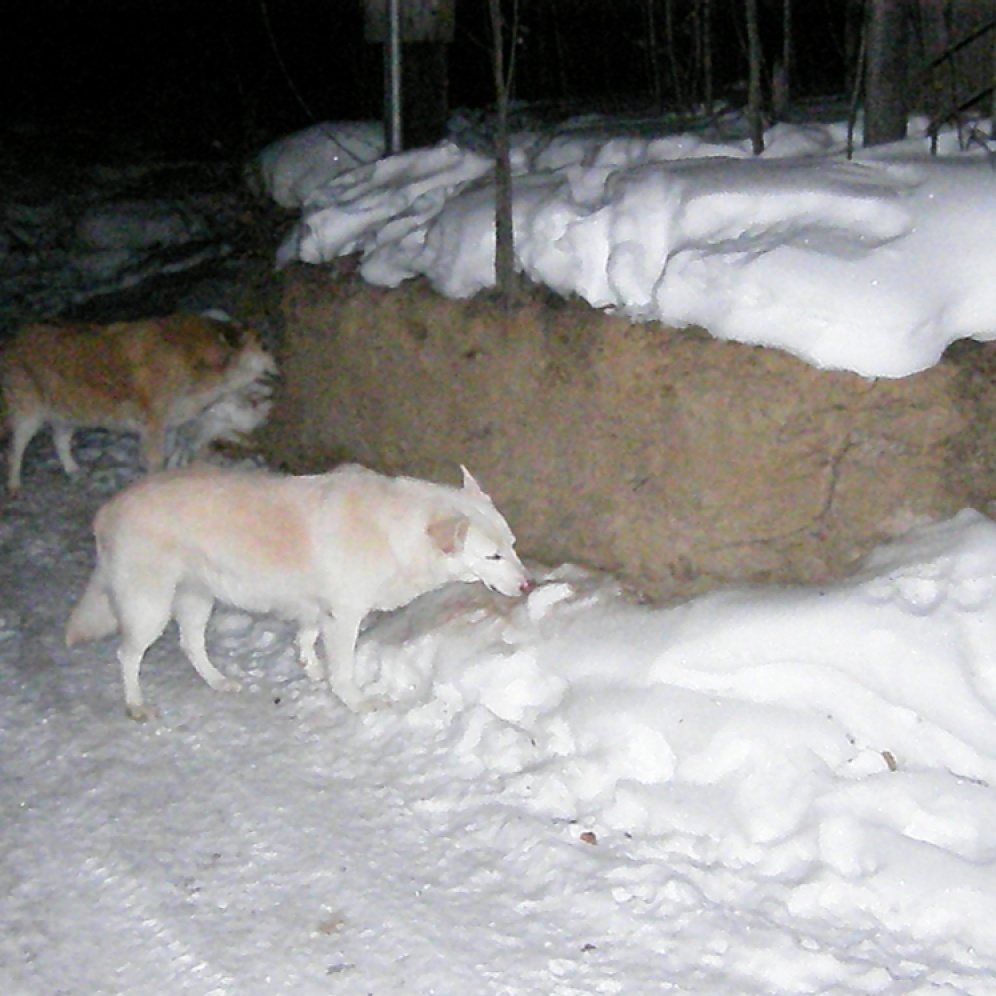 Goldie and Talkeetna eating dirt.