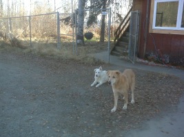 This is a picture of Gray and Goldie in our driveway in Fairbanks, Alaska.