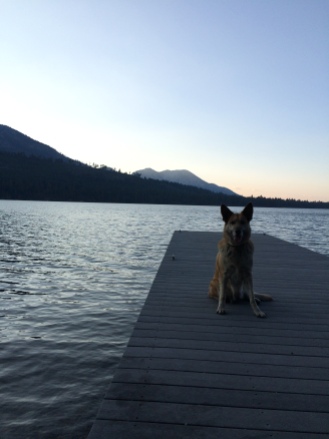 Here is Lolo sitting on our family dock at Fallen Leaf Lake and she is looking east..