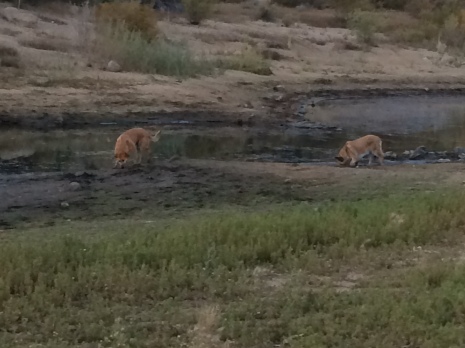 Here is Lolo and Rogue walking in mud at Spooner Lake Nevada.