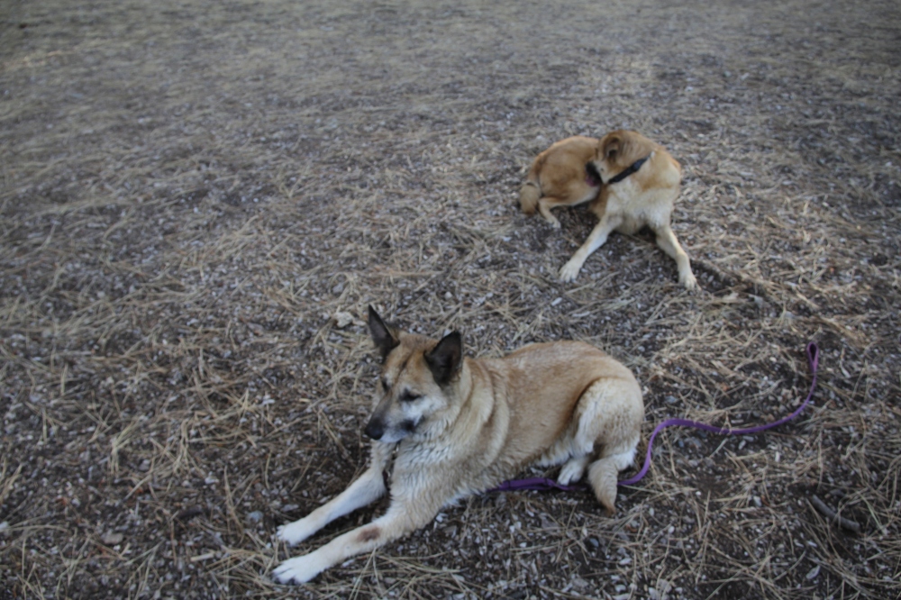 Here is Rogue and Lolo laying down on the ground near a beach on the south shore of Lake Tahoe.